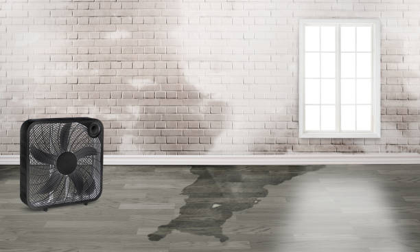 Best Carpet water damage restoration  in Ringgold, GA